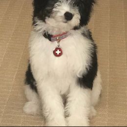 Bernedoodle Puppies from Alpine Bernedoodles