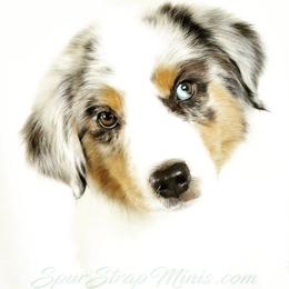 Spur Strap Miniature Australian Shepherds breeder of Miniature Australian Shepherd