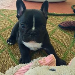 French Bulldog Puppies from Epic French Bulldogs