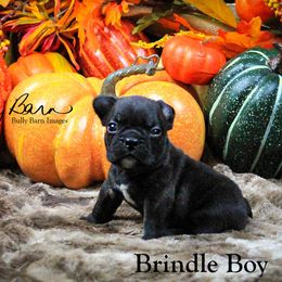 French Bulldog Puppies from The Bully Barn