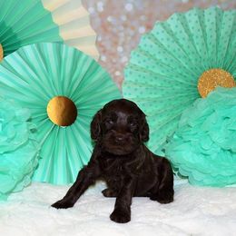 Australian Labradoodle Puppies from Prestige Australian Labradoodles