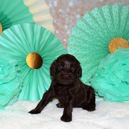 Australian Labradoodle Puppies from Prestige Australian Labradoodles