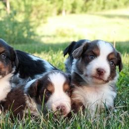 Blue Moon Mini Aussies breeder of 