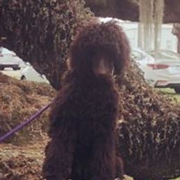 Cocoa - Poodle