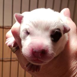 Australian Cattle Dog Puppies from Blue Coyote Ranch
