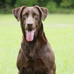 Lil - Labrador Retriever