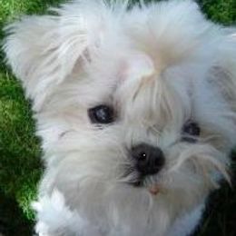 Maltese Puppies from Avante Maltese