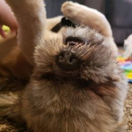 Shih Tzu Puppies from Jensen's Lil House of Demons