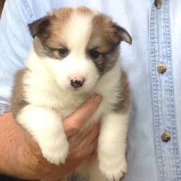 English Cocker Spaniel and Icelandic Sheepdog Puppies from Rocky Bottom