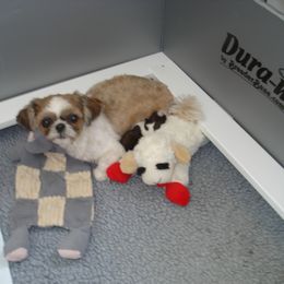 Molly Regina - Shih Tzu