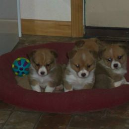 Pembroke Welsh Corgi Puppies from Nistler's Farm Corgis