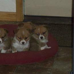 Pembroke Welsh Corgi Puppies from Nistler's Farm Corgis