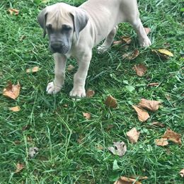 Great Dane Puppies from Country Danes