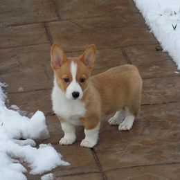 Pembroke Welsh Corgi Puppies from Nistler's Farm Corgis
