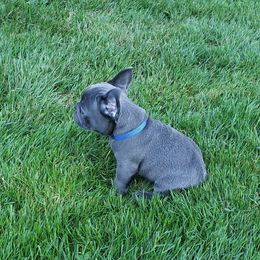 French Bulldog Puppies from Emerald City Blue Frenchies
