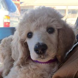 Standard Poodle Puppies from DancingCloud Kennels