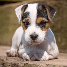 Jack Russell Terrier Puppies from Little Eden Jack Russell Terriers