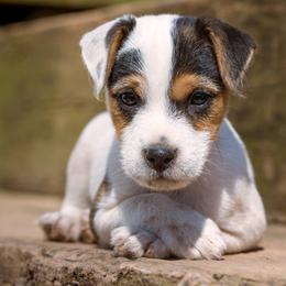 Jack Russell Terrier Puppies from Little Eden Jack Russell Terriers