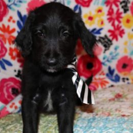 Labradoodle Puppies from Renee Cornish