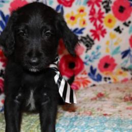 Labradoodle Puppies from Renee Cornish