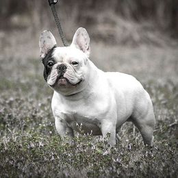 French Bulldog All Grown Up from The Bully Barn