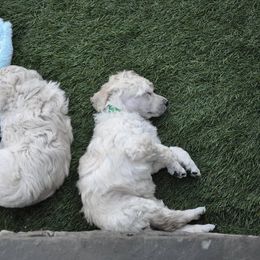 Poodle Puppies from Cabernet Standard Poodles