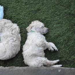 Poodle Puppies from Cabernet Standard Poodles