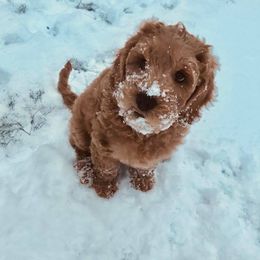 Australian Labradoodle Puppies from Lake Breeze Labradoodles