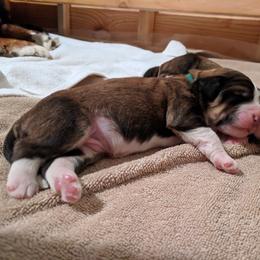 Bernedoodle Puppies from Bernedoodles of the Ozarks