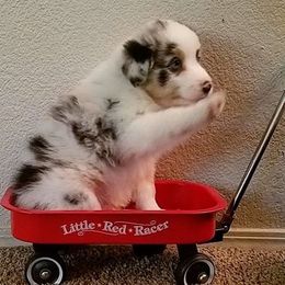 Australian Shepherd Puppies from Rockhill Australian Shepherds