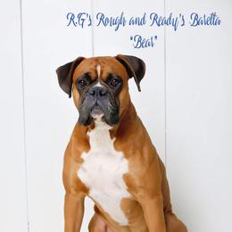 Boxer All Grown Up from Hawk Creek Boxers