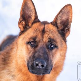 Parcour - German Shepherd