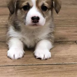 French Bulldog and Pembroke Welsh Corgi Puppies from Top Shelf Corgis and Frenchies