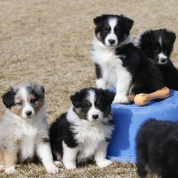 Out West Aussies breeder of Australian Shepherd