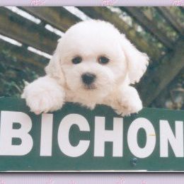Bichon Frise Puppies from Legend Bichons