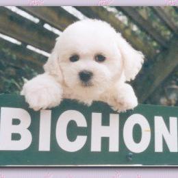 Bichon Frise Puppies from Legend Bichons