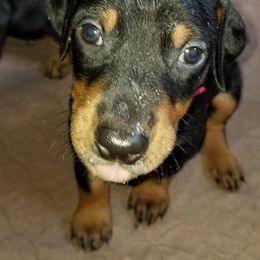 Doberman Pinscher Puppies from Akc Dobermans puppies by Serena