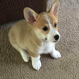 Pembroke Welsh Corgi Puppies from Carol's AKC Corgis