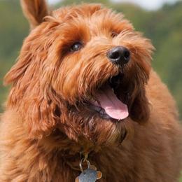 Goldendoodle adult dog