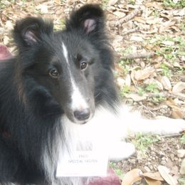 Shetland Sheepdog All Grown Up from Shalaine