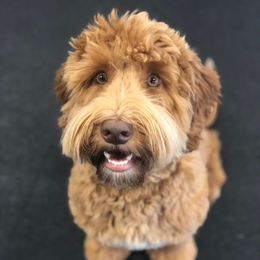 Bainbridge's Soldier Boy Kevin - Australian Labradoodle