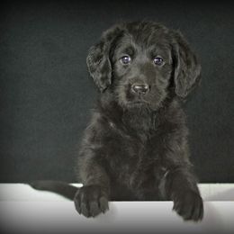 Labradoodle and Labrador Retriever Puppies from VON BUSSLER LABRADOR RETRIEVERS