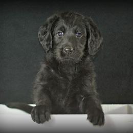Labradoodle and Labrador Retriever Puppies from VON BUSSLER LABRADOR RETRIEVERS