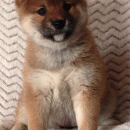 Shiba Inu Puppies from Prairie Shibas