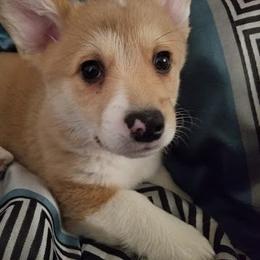 Pembroke Welsh Corgi Puppies from Corgis with Character