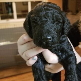 Standard Poodle Puppies from Azel Standard Poodles