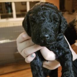 Standard Poodle Puppies from Azel Standard Poodles