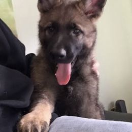 German Shepherd Puppies from Stacey’s German Shepherds