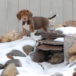 Beagle Puppies from Parmelee Beagles