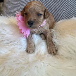 Anitta - Apricot female Goldendoodle puppy in Davie, Florida from Daviegoldendoodles
